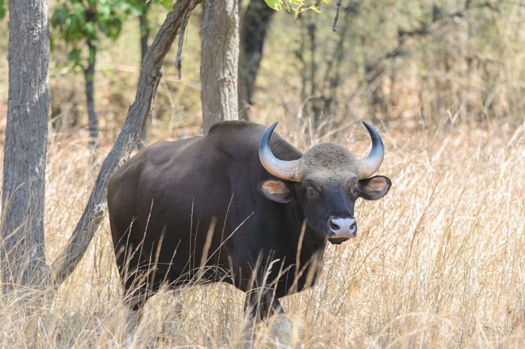 In Bandhavgargh Nationaal Park kun je de Indische bizon, ofwel gaur, spotten. Dit is de grootste bizonsoort ter wereld.